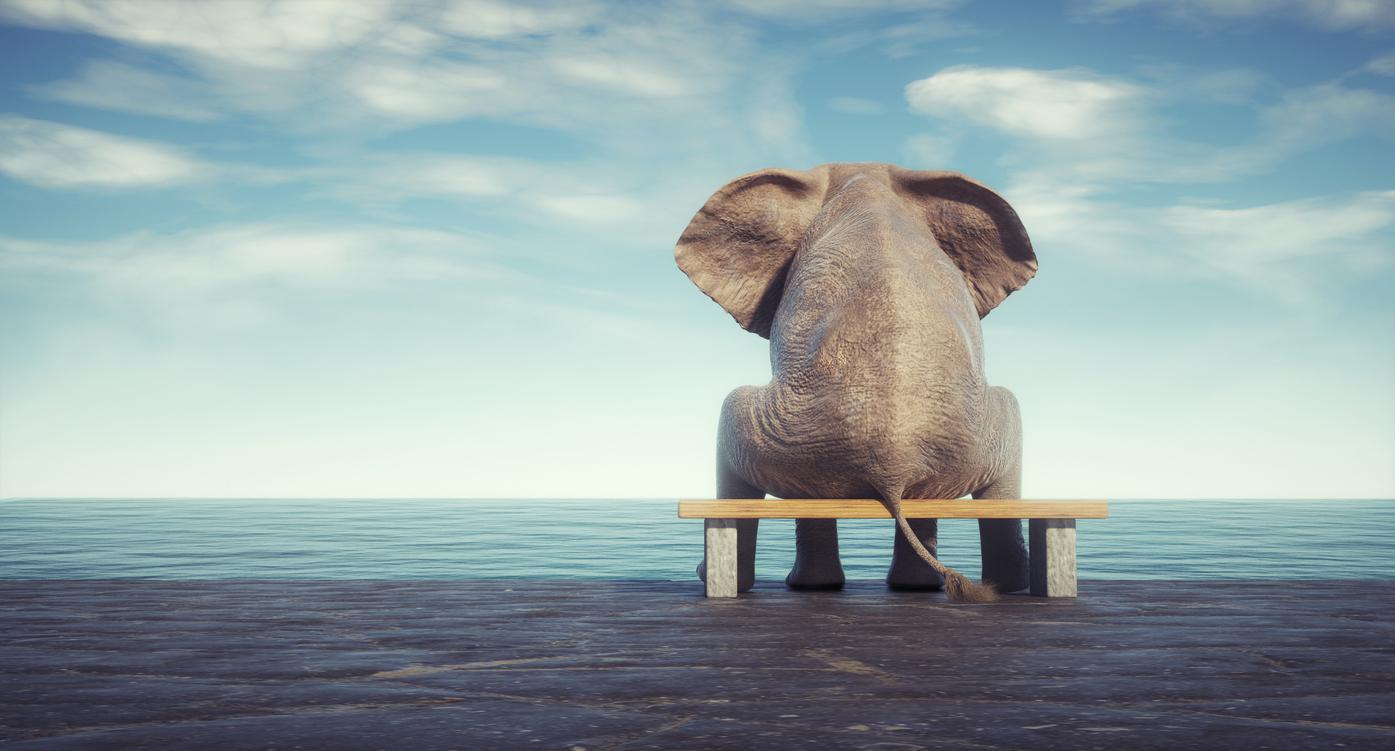 SMA immigration Elephant sitting on bench admiring the ocean. This is a 3d render illustration. Composites & CGIComputer composites, illustrations or CGI of animals in unnatural situations are acceptable.